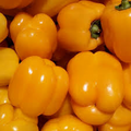 Golden California Wonder Pepper Seeds – Heirloom, Sweet & Crisp, High-Yielding, Capsicum annuum