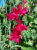 Evie Jones Sweet Pea Seeds – 50+ Magenta Pink Climbing Flower Vines for Bouquets, Trellises & Cottage Gardens – Lathyrus odoratus