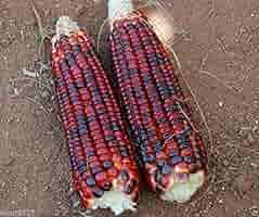 Bloody Butcher Corn Seeds - Heirloom Non-GMO Zea mays for Flour, Cornmeal, Roasting, Deep Red Kernels, USDA Zones 2-10