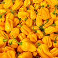 Caribbean Yellow Habanero Pepper Seeds – Capsicum chinense – Hot Chili, Heirloom, Non-GMO, 300,000+ Scoville