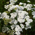 White Yarrow Seeds, Achillea Millefolium, Perennial Wildflower for Pollinator Gardens, Drought-Tolerant, Low Maintenance