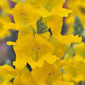 Chantilly Yellow Snapdragon Seeds | Antirrhinum majus | Tall, Fragrant Yellow Blooms for Garden & Cut Flowers | 1000+ Seeds