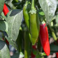 Serrano Tampiqueno Hot Pepper Seeds – Capsicum annuum, Heirloom, Spicy Pepper for Gardening & Cooking