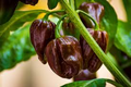3 Chocolate Habanero Pepper Starter Plants – Super Hot Chili, Smoky Flavor, Capsicum chinense for Cooking & Garden Growing