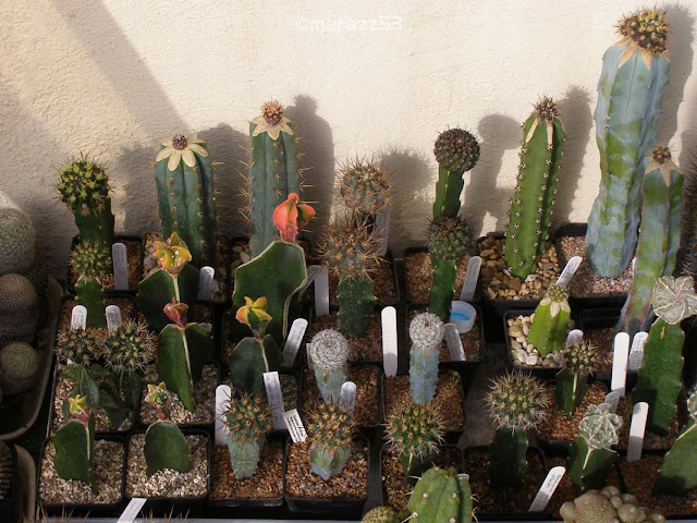 5pcs Pereskiopsis Unrooted Cuttings for Grafting, Cactus Rootstock, Succulent Propagation, Pereskiopsis spp.