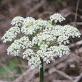 Heracleum Maximum Seeds - Cow Parsnip Wildflower for Pollinators, Native Perennial, White Flowers, Native Landscaping, 1g