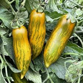 Green Sausage Tomato Seeds – Heirloom, Green-Yellow Striped, Sweet & Tangy Flavor, Determinate, 30 Seeds, Solanum lycopersicum