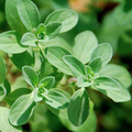 400 Seeds Marjoram (Origanum majorana) Non-GMO Aromatic Herb for Culinary & Garden Use