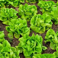 Bibb Butterhead Lettuce Seeds – Heirloom, Tender & Sweet, Cold Hardy, High Yield, Fast Growing, Garden & Container Planting