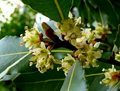 Laurus Nobilis Bay Leaf Laurel Seeds – Aromatic Evergreen Culinary Herb, Tropical Ornamental Tree, Mediterranean Plant, USA Seller