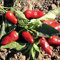 Fresno Chile Hot Pepper Seeds – 250mg, Medium Heat, High Yield, for Salsas, Pickling, Roasting, Container Gardening, Capsicum annuum