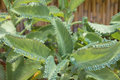 Mother of Thousands Seeds | Kalanchoe daigremontiana | Rare Succulent Seeds for Indoor & Outdoor Gardens