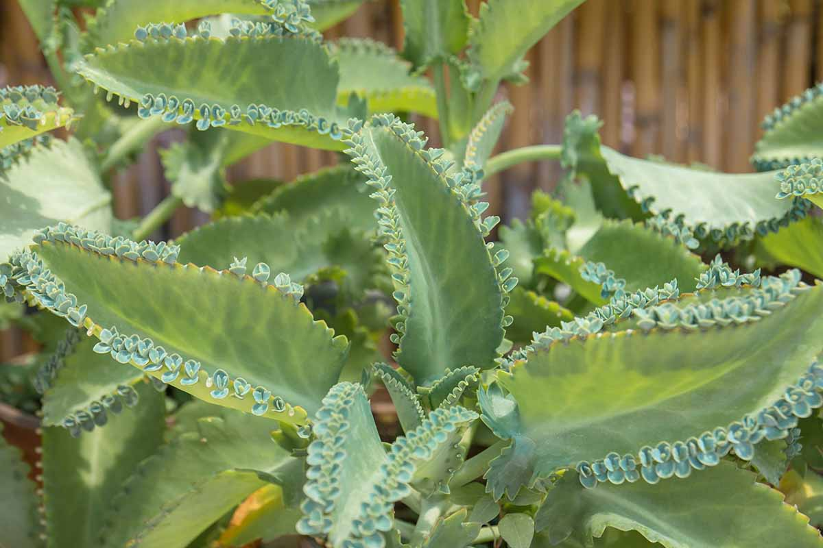 Mother of Thousands Seeds | Kalanchoe daigremontiana | Rare Succulent Seeds for Indoor & Outdoor Gardens
