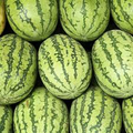 Carolina Cross Watermelon Seeds | Heirloom Non-GMO | Giant 50-200 lb Fruit | Citrullus Lanatus | Warm Climate Garden Seeds
