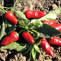 Fresno Pepper Seeds – Heirloom, Spicy & Flavorful, Non-GMO, High Yield, Easy to Grow – Capsicum annuum