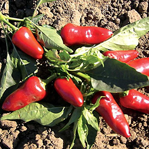 Fresno Pepper Seeds – Heirloom, Spicy & Flavorful, Non-GMO, High Yield, Easy to Grow – Capsicum annuum