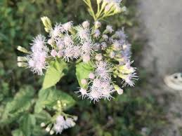 25 Jack The Bush Cuttings - Chromolaena Odorato, Unrooted Fast-Growing Tropical Shrub for Privacy Hedges