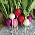 Easter Egg Radish Seeds | Colorful Heirloom Non-GMO | Fast Growing Salad Radishes | Raphanus sativus