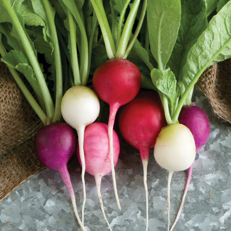 Easter Egg Radish Seeds | Colorful Heirloom Non-GMO | Fast Growing Salad Radishes | Raphanus sativus