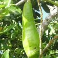 Long Neck Avocado Starter Plant (Persea americana) Tropical Fruit Tree, 2-3 Feet Tall