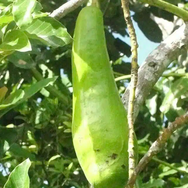 Long Neck Avocado Starter Plant (Persea americana) Tropical Fruit Tree, 2-3 Feet Tall