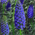20 Pride of Madeira (Echium fastuosum) Seeds – Blue Tower of Jewels, Drought Tolerant, Pollinator Friendly, Coastal Garden Plant