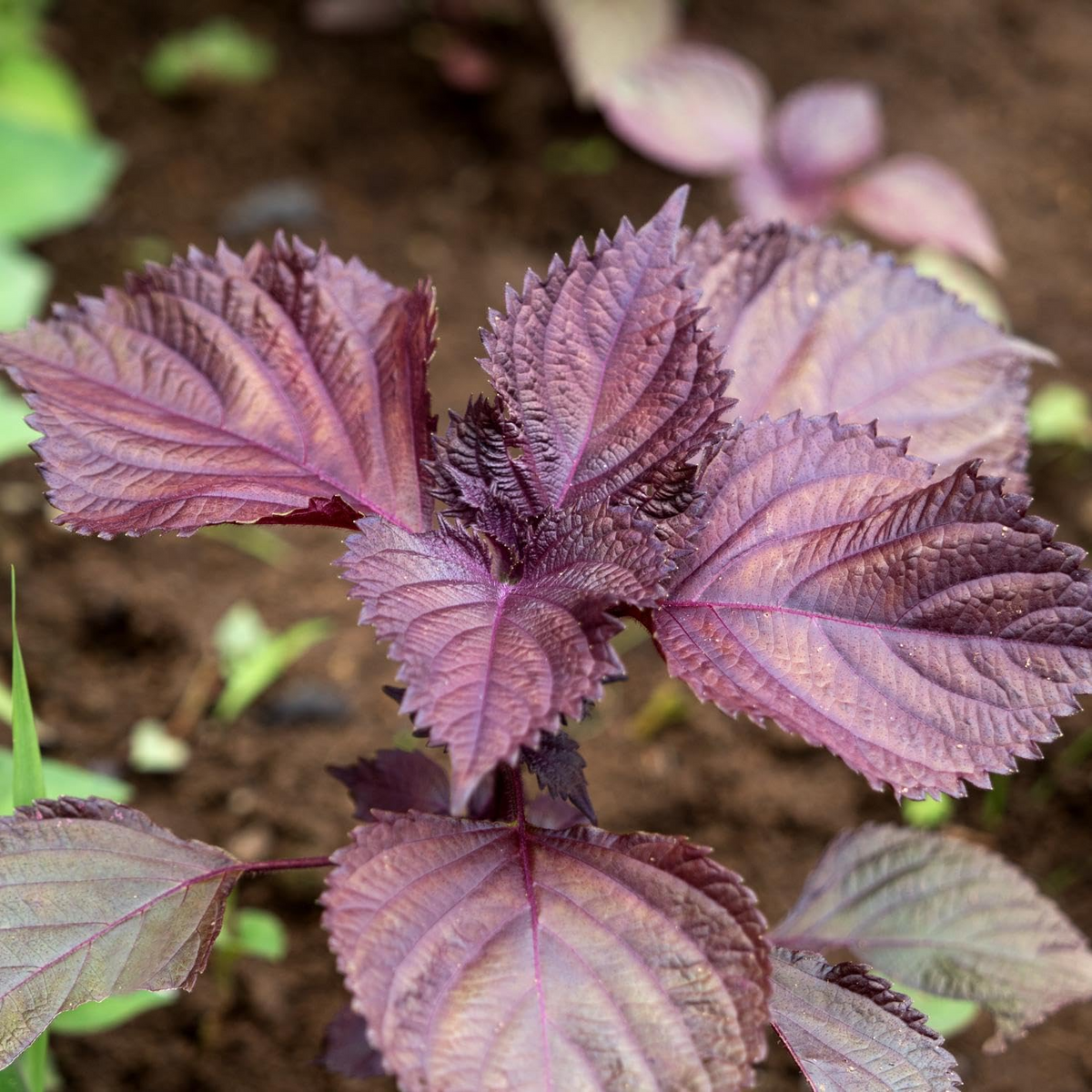 Perilla Red Aka Shiso Herb Seeds – Perilla frutescens, Heirloom Asian Cuisine, Edible Herb, Garden, Container Planting