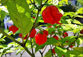 3 Red Carolina Reaper Starter Plants – Super Hot Chili Pepper – Extreme Heat for Spicy Recipes & Garden Growing