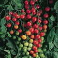 Supersweet 100 Tomato Seeds F1 Hybrid Non-GMO Cherry Tomatoes for Salad & Snacking, USDA Zones 3-10