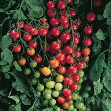 Supersweet 100 Tomato Seeds F1 Hybrid Non-GMO Cherry Tomatoes for Salad & Snacking, USDA Zones 3-10