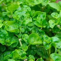 Watercress Seeds (Nasturtium officinale) – Nutrient-Rich Aquatic Green for Salads & Garnishes, Fast-Growing Herb