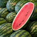 Jubilee Improved Watermelon Seeds Heirloom Non-GMO Fusarium Wilt Resistant Red Flesh Summer Fruit