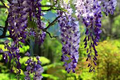 Japanese Wisteria Cuttings - 10 Softwood Clippings with Fragrant Purple Flowers, Fast Blooming Wisteria floribunda, Climbing Vine Plant