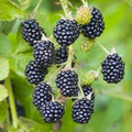 California Blackberry Plant - Live Bare Root Organic 10-15" Fruit-Bearing Rubus ursinus