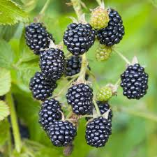 California Blackberry Plant - Live Bare Root Organic 10-15" Fruit-Bearing Rubus ursinus