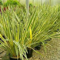 Rooted New Zealand Flax Plant - Phormium Tenax, Cold Hardy, Potted, 12 Inches Tall, Ornamental Grass for Gardens and Landscapes