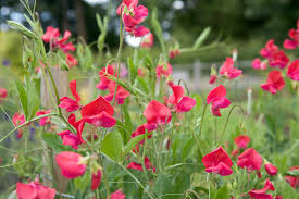 Thomas & Linda Sweet Pea Seeds – 50+ Warm Pink Climbing Vine for Trellises, Bouquets, Cottage Gardens – Lathyrus odoratus