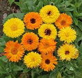 Calendula Seeds Pacific Beauty Orange – 300mg (~100 Seeds) Vibrant Annual Blooms, Easy to Grow, Pollinator Friendly, Garden Favorite