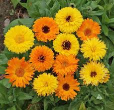 Calendula Seeds Pacific Beauty Orange – 300mg (~100 Seeds) Vibrant Annual Blooms, Easy to Grow, Pollinator Friendly, Garden Favorite