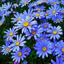 Blue Marguerite Daisy Seeds – 200+ Sky-Blue Blooms with Yellow Centers for Pollinator Gardens, Borders & Containers – Felicia amelloides