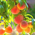 Fresh Belle of Georgia Peach Cutting | Prunus persica | High-Yield Fruit Tree for Zone 6 Gardens