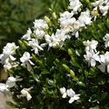 Frost Proof Gardenia Starter Plant - Evergreen Shrub with Fragrant White Blooms, 7-10 Inches Tall, Gardenia jasminoides