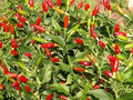 Firecracker Pepper Seeds – Heirloom, Non-GMO, High Yield, Compact, Extra Spicy Capsicum annuum