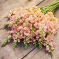 Chantilly Light Salmon Snapdragon Seeds | 1000+ Antirrhinum majus Tall Peachy-Salmon Flowers for Garden & Cut Flowers