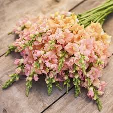 Chantilly Light Salmon Snapdragon Seeds | 1000+ Antirrhinum majus Tall Peachy-Salmon Flowers for Garden & Cut Flowers