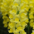 Potomac Yellow Snapdragon Seeds – Bright Yellow Flowering Annual for Garden Borders & Cut Flowers – Antirrhinum majus, 1000+ Seeds