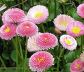 Pink English Daisy Seeds – Rosy Button-Like Blooms for Borders & Containers, Bellis perennis, Perennial Planting Pack
