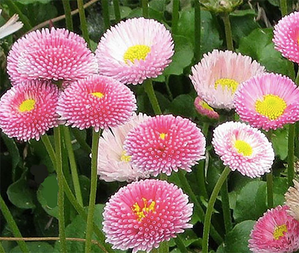 Pink English Daisy Seeds – Rosy Button-Like Blooms for Borders & Containers, Bellis perennis, Perennial Planting Pack
