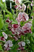 Renardii Geranium Seeds – Drought-Tolerant Perennial with Pale Violet Flowers, Textured Foliage, 25+ Seeds, USA