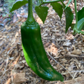 NuMex Joe E. Parker Pepper Seeds – Capsicum annuum, Mild Hatch-Style Chile, Heirloom, Non-GMO, 5,000–6,000 Scoville Units